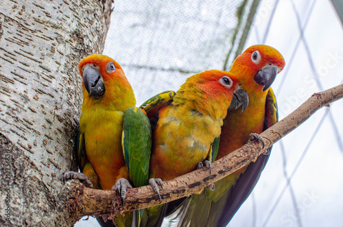 Canvas Print three colorful exotic parrots on branch in summer sunny day on blurred backgroun