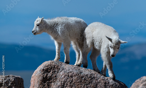 Baby Mountain Goat Kids Playing on Top of Mount Evans