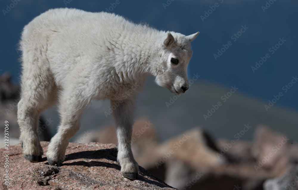 A Baby Mountain Goat Kid on Mountain Top A Baby Mountain Goat Kid on Mountain Top