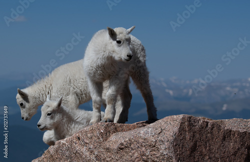 Mountain Goat Lambs Bonding in the Rocky Mountains