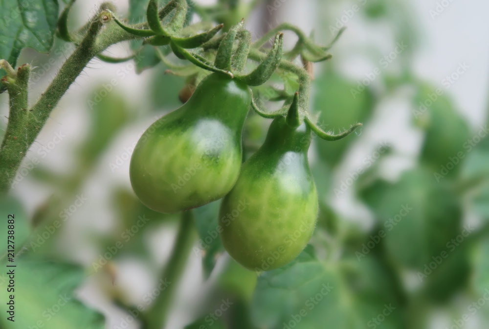 Unripe tomatoes