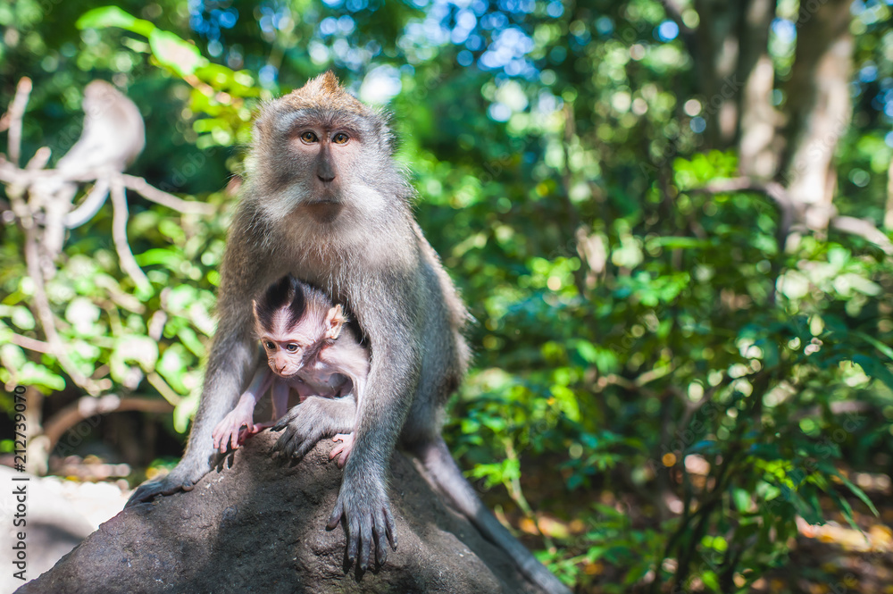 Fototapeta premium Sacred monkey forest sanctuary in Ubud