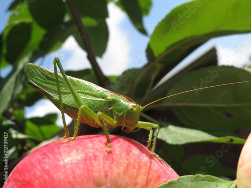 grasshopper on an apple in the garden