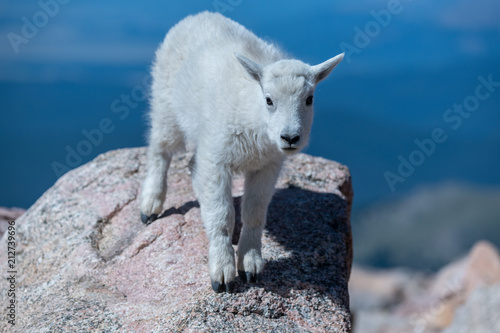 An Adorable Baby Mountain Goat Lamb