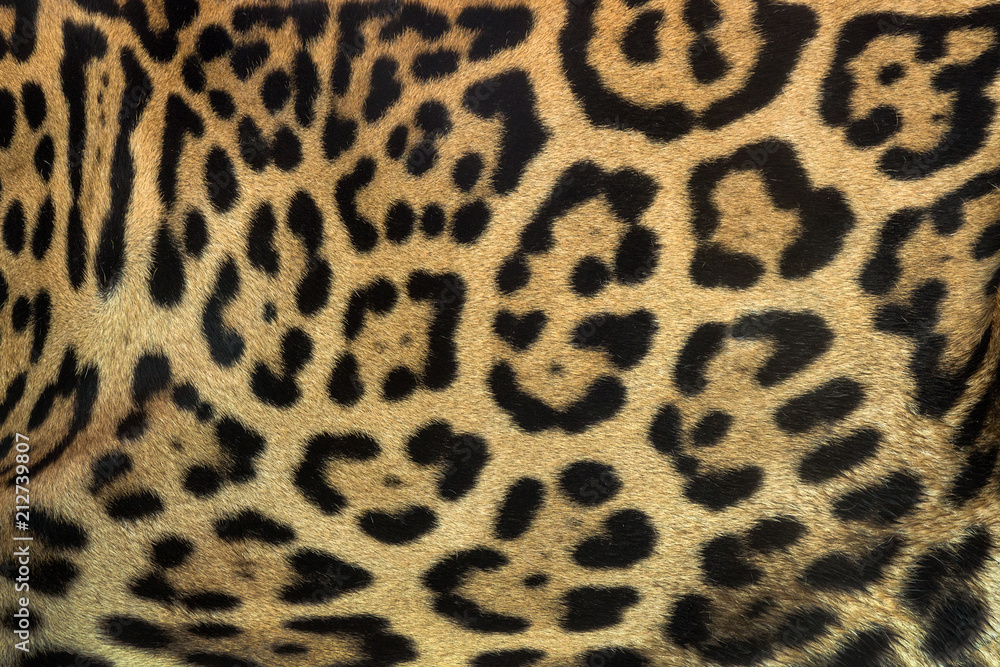 Colorful patterned skin of Jaguar's background. Colorful patterned skin of Jaguar's background.