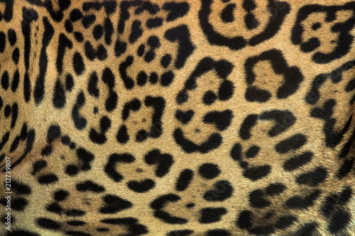 Colorful patterned skin of Jaguar's background.