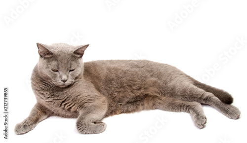 Gray cat isolated on a white background