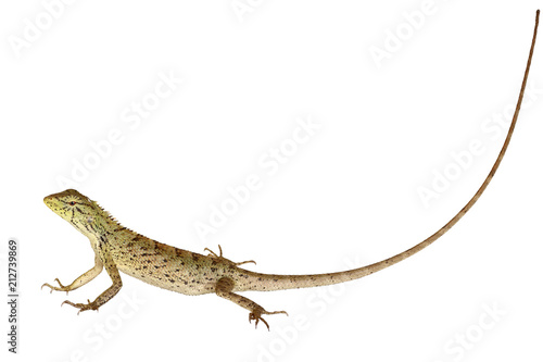 Lizard isolated on a white background