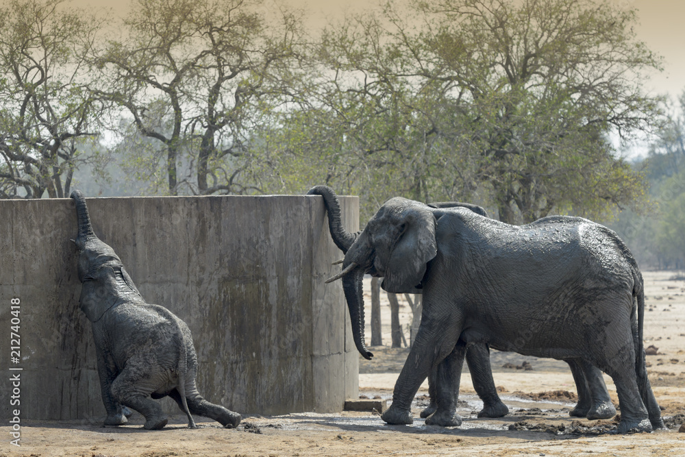 Fototapeta premium African Elephant (Loxodonta africana) family, drinking from water container, Kruger national park, South Africa.