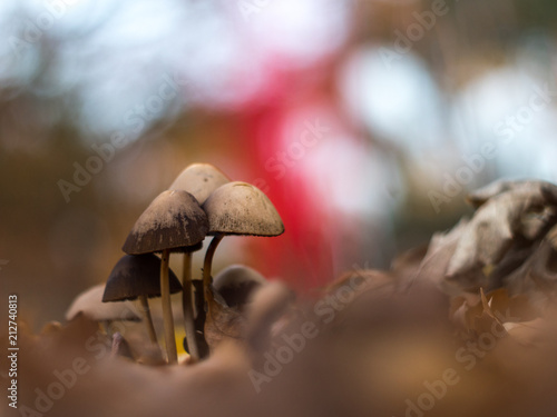 Shallow depth of field mushrooms © Ian