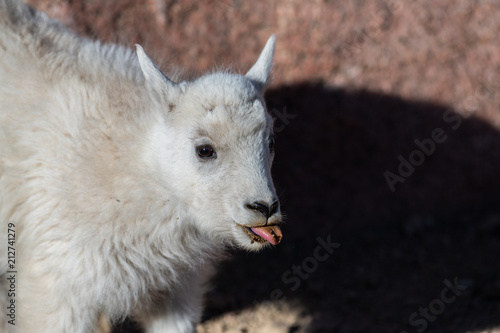 An Adorable Baby Mountain Goat Lamb