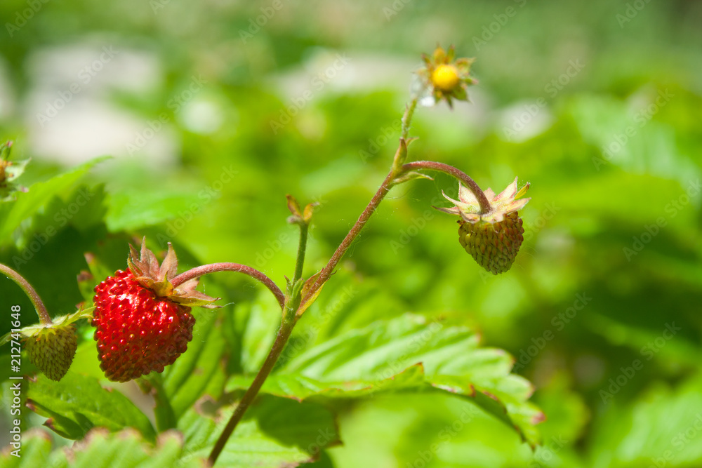 Red berries of strawberries on branches Red berries of strawberries on branches