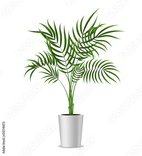 Realistic Detailed 3d Potted Green Tropical Palm Tree. Vector