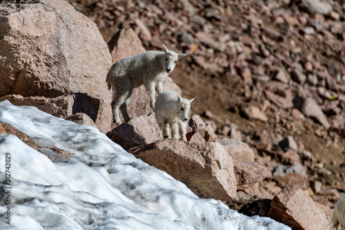 A Baby Mountain Goat Lamb Frolicking in the Snow