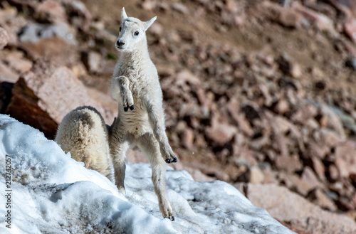 A Baby Mountain Goat Lamb Frolicking in the Snow