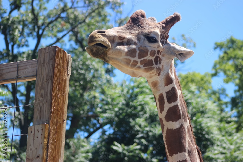 Naklejka premium ADORABLE CLOSE UP OF A GIRAFFE