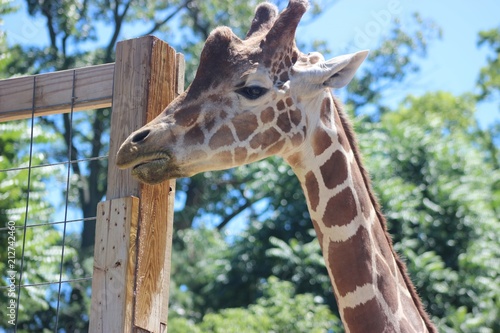 Canvas Print ADORABLE CLOSE UP OF A GIRAFFE