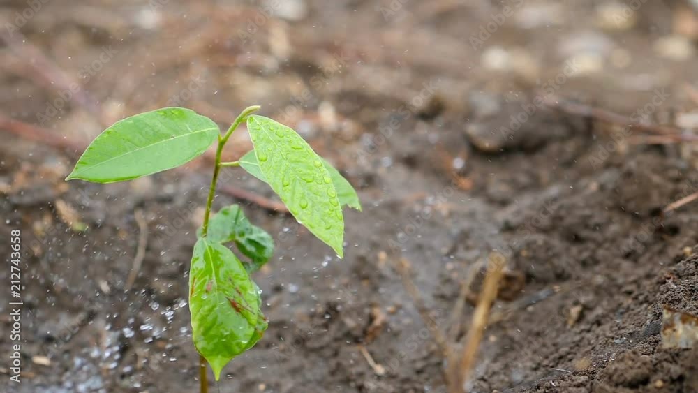 Watering plant a tree. Slow motion. Conservation of natural resources and environment Watering plant a tree. Slow motion. Conservation of natural resources and environment