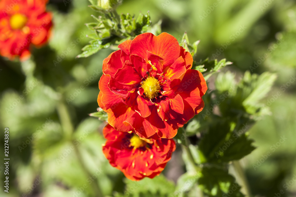 Potentilla 'William Rollison' a springtime summer red flower small shrub commonly known as cinquefoil Potentilla 'William Rollison' a springtime summer red flower small shrub commonly known as cinquefoil