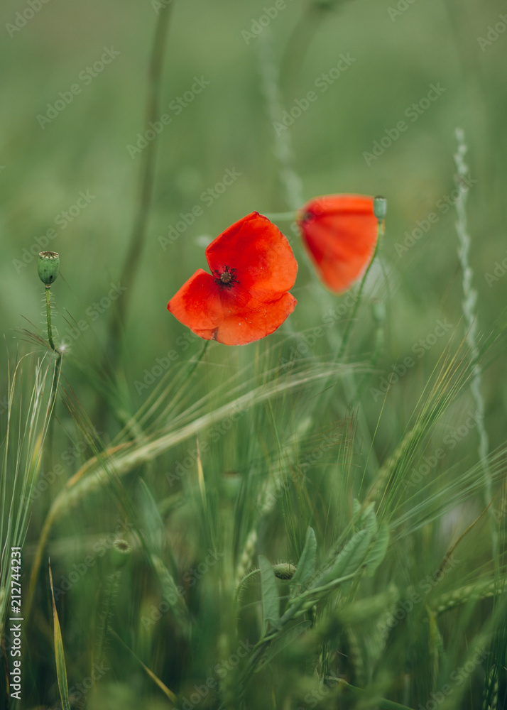 red poppies growing field green spike agriculture red poppies growing field green spike agriculture