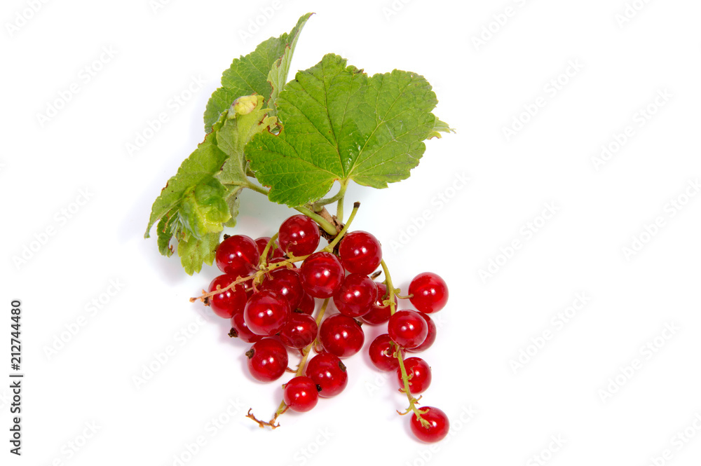 Close up view of red currant berry isolated on white background. A bunch of red currant with small green leaf of red currant bush. Close up view of red currant berry isolated on white background. A bunch of red currant with small green leaf of red currant bush.