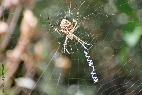 wild danger spider web
