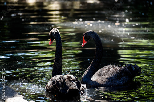 Black Swans in a Pond