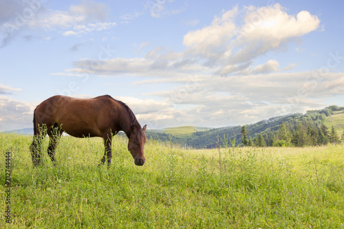 Horse eating grass on green meadow,mountain landscape, blue sky on background