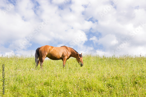 Horse eating grass on green meadow,mountain landscape, blue sky on background