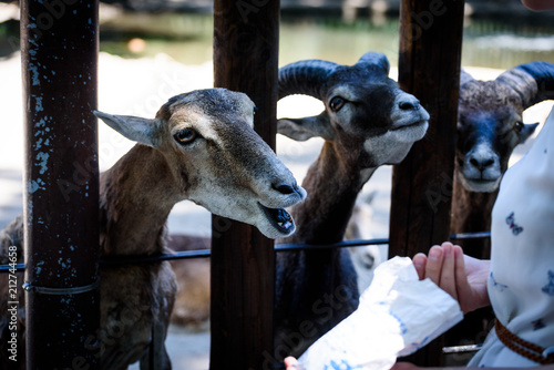 Goats at Petting Zoo