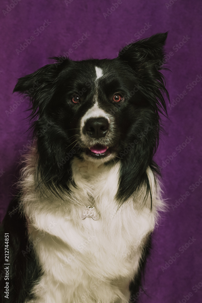 Fototapeta premium Dog portrait