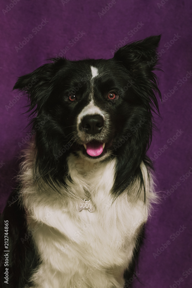 Dog portrait