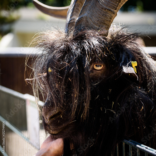 Grinning Goat Bokeh