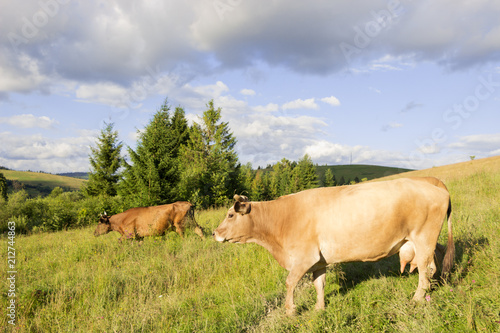 Cow on pasture,mountain landscape