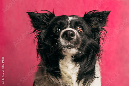 Dog portrait