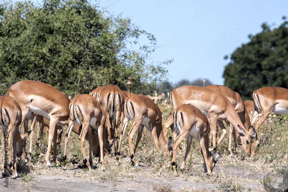 Impala herd, Aepyceros melampus, Chobe National Park, Botswana Impala herd, Aepyceros melampus, Chobe National Park, Botswana