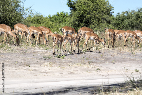 Impala herd, Aepyceros melampus, Chobe National Park, Botswana