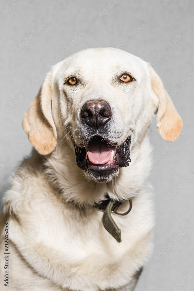 Dog portrait Dog portrait