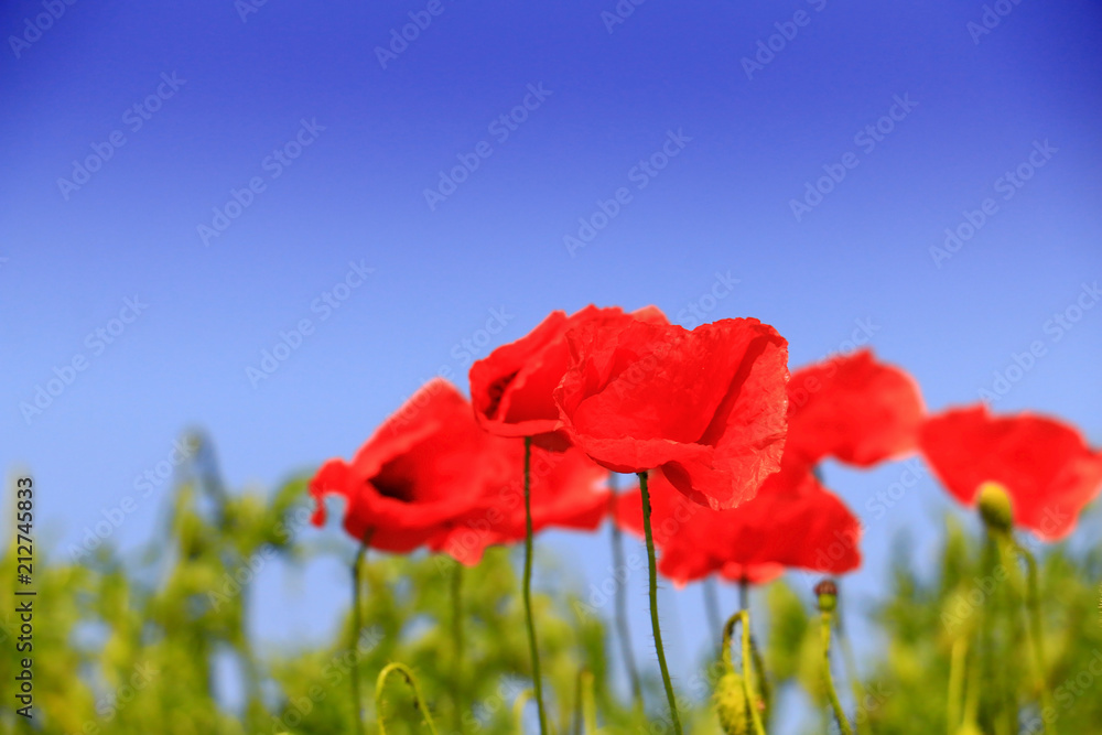 Obraz premium Summer wildflowers and clouds