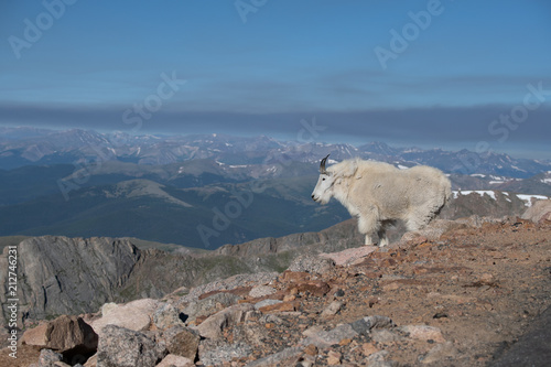 Adult Mountain Goat Surveying Its Territory