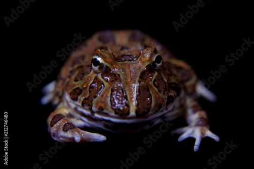 The chachoan horned frog isolated on black photo