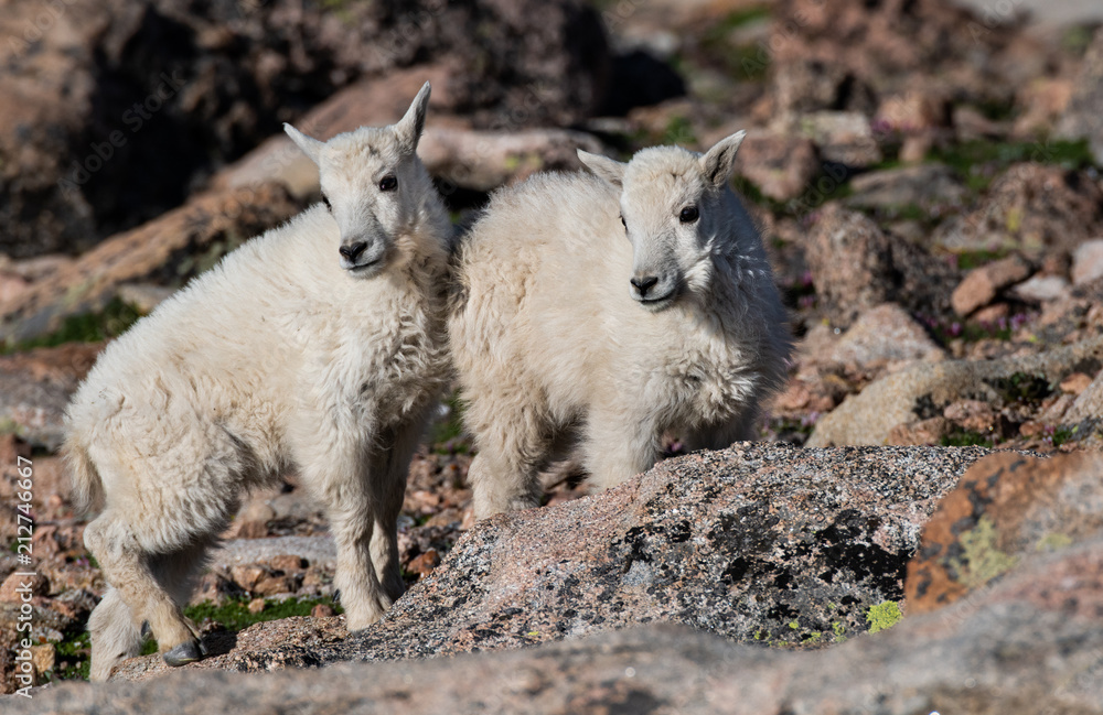 Baby Mountain Goat Kids - Colorado Rocky Mountains Baby Mountain Goat Kids - Colorado Rocky Mountains