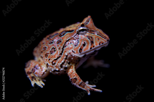 The Fantasy horned froglet isolated on black photo