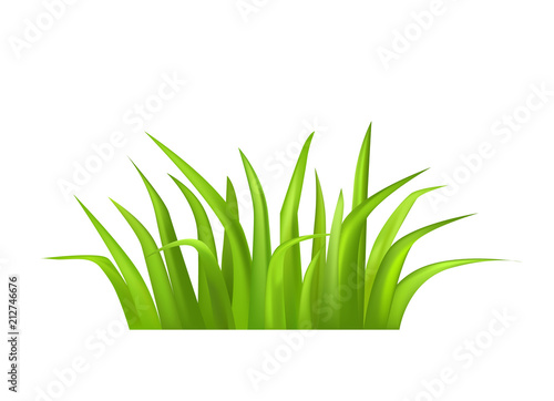 Green Grass Vector Illustration Isolated on White