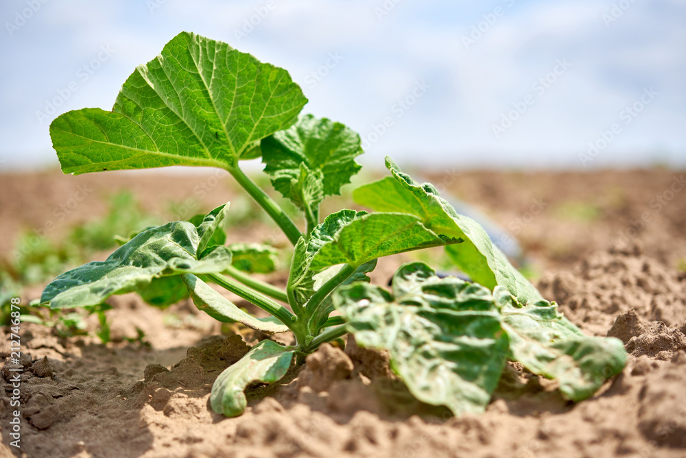 Pumpkin cultivation on the farm field, drip irrigation. Stock Photo