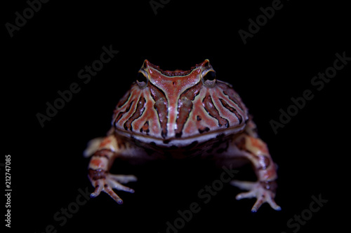 The Fantasy horned froglet isolated on black photo