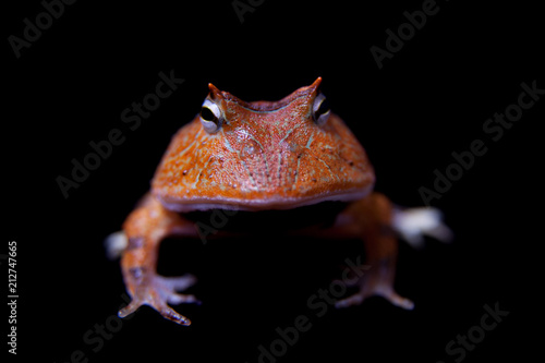 The Amazonian horned froglet isolated on black photo