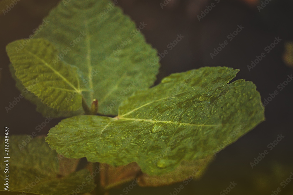 Leaves Leaves