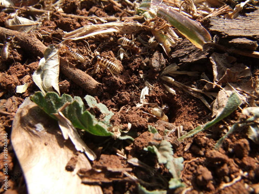 Naklejka premium termite nest
