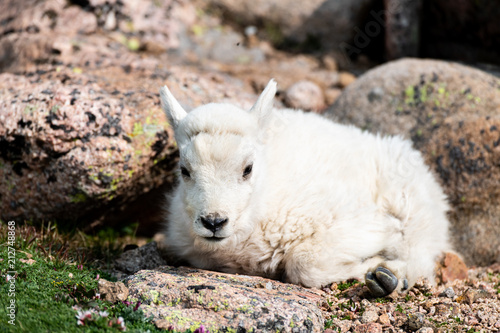 An Adorable Baby Mountain Goat Lamb on A Rocky Mountain Top
